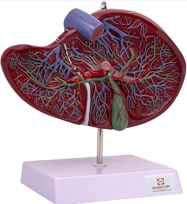 Liver 3-D Model