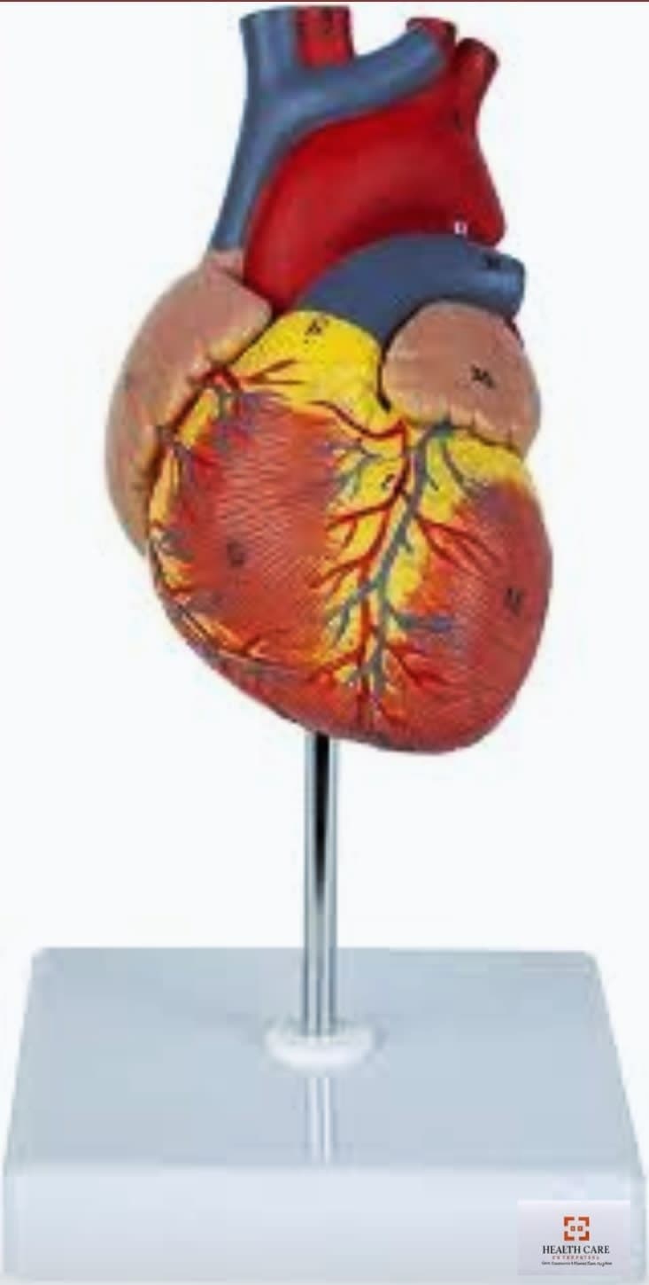 Human Heart Model