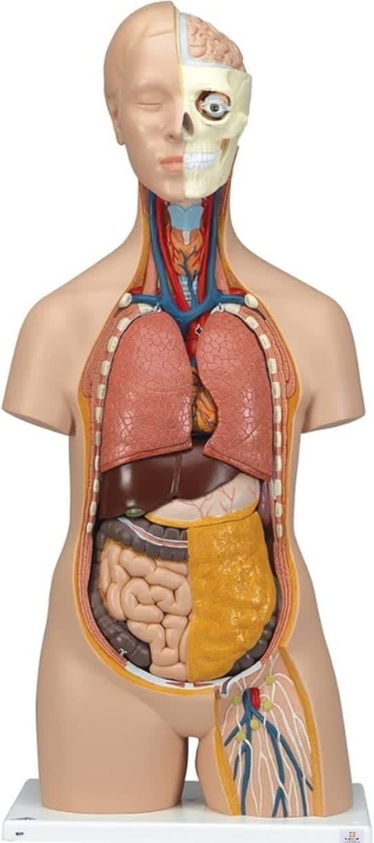 Torso Model (Male & Female)