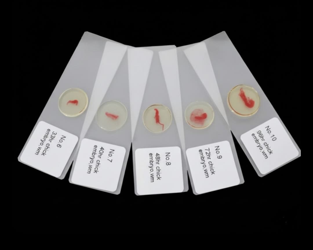 Chick Embryo Developmental Stages Slides
